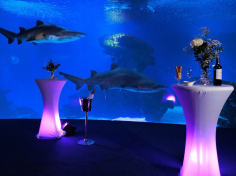 Copa/Coctel in our Big Blue unique space in Mallorca